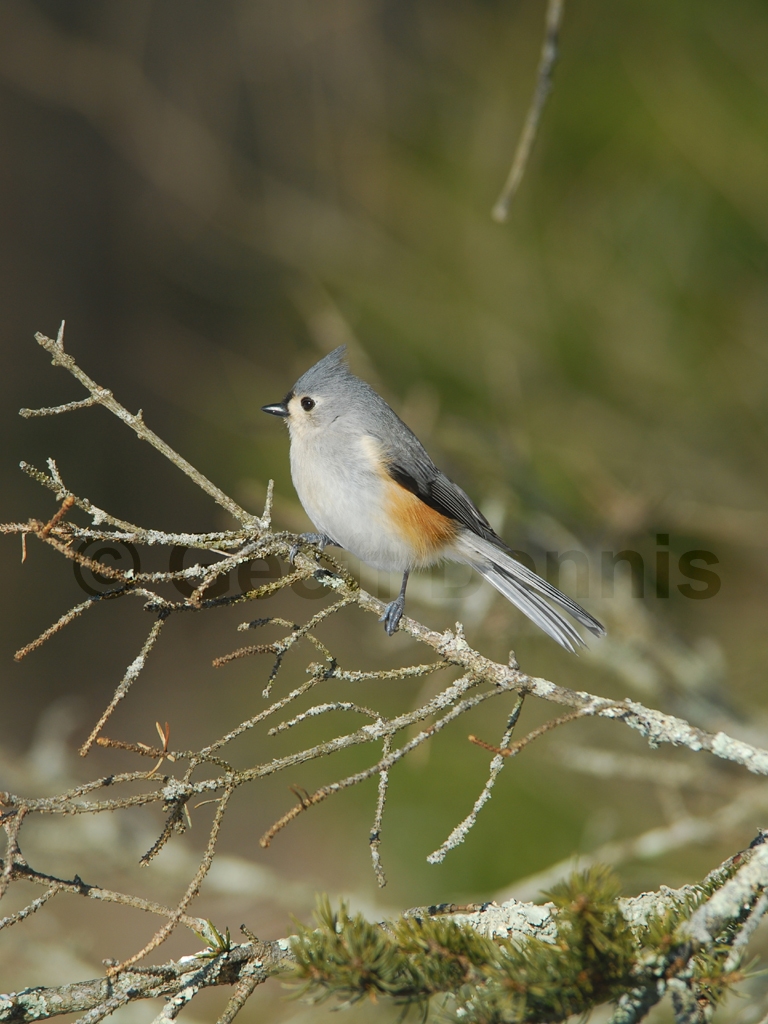 TUTI-AP_Tufted-Titmouse