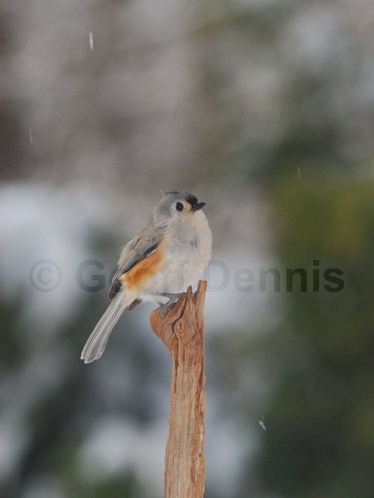 TUTI-AQ_Tufted-Titmouse