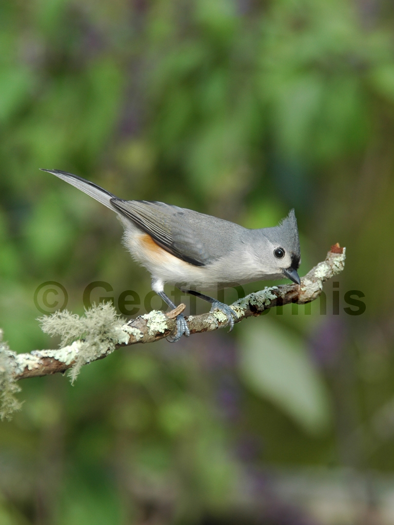 TUTI-AR_Tufted-Titmouse