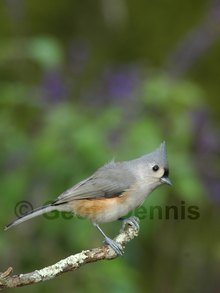 TUTI-AS_Tufted-Titmouse
