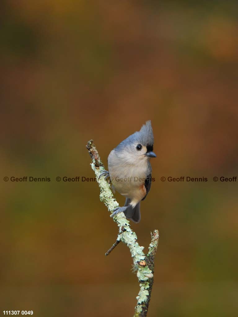 TUTI-AT_Tufted-Titmouse