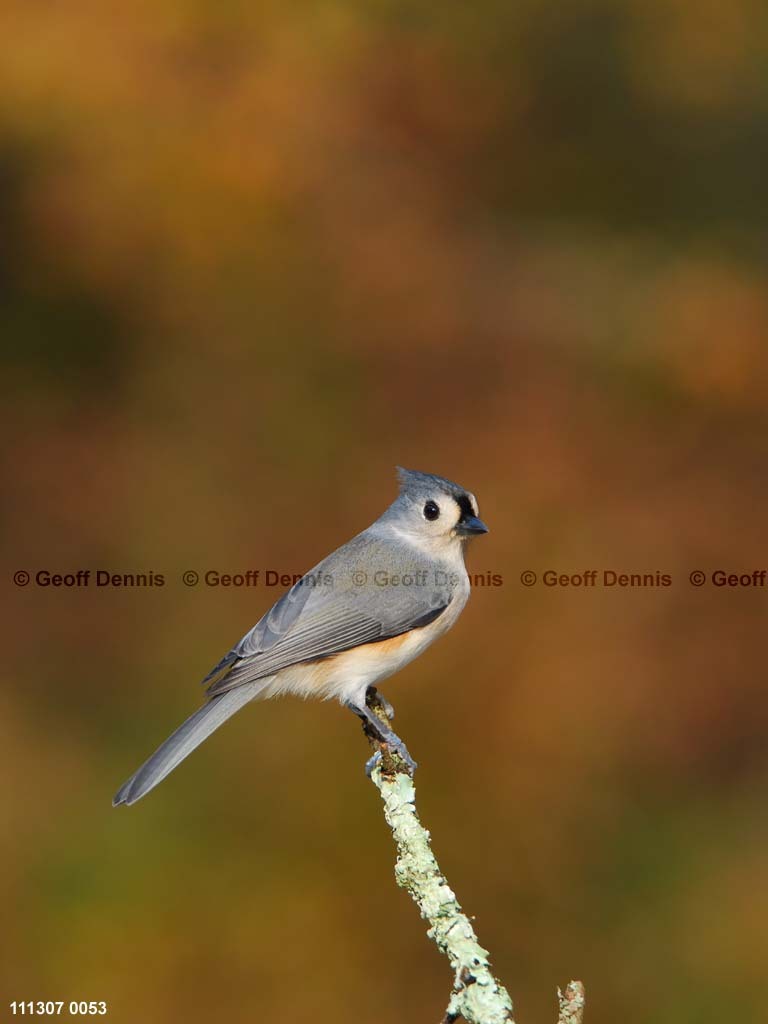 TUTI-AU_Tufted-Titmouse