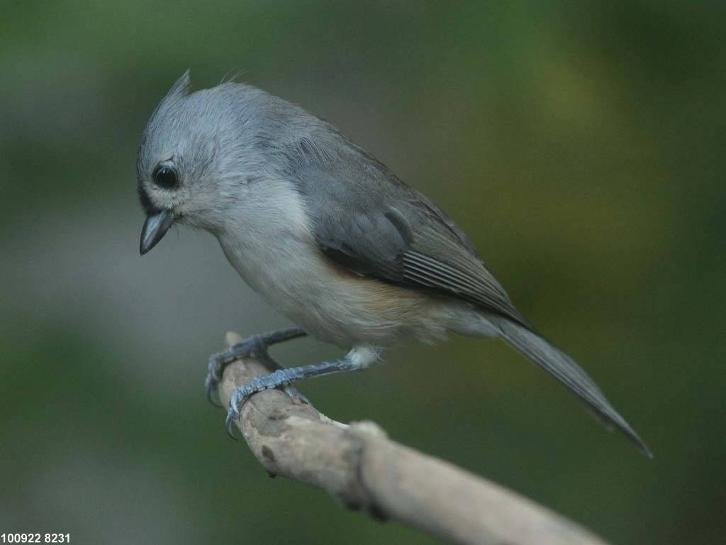TUTI-AV_Tufted-Titmouse