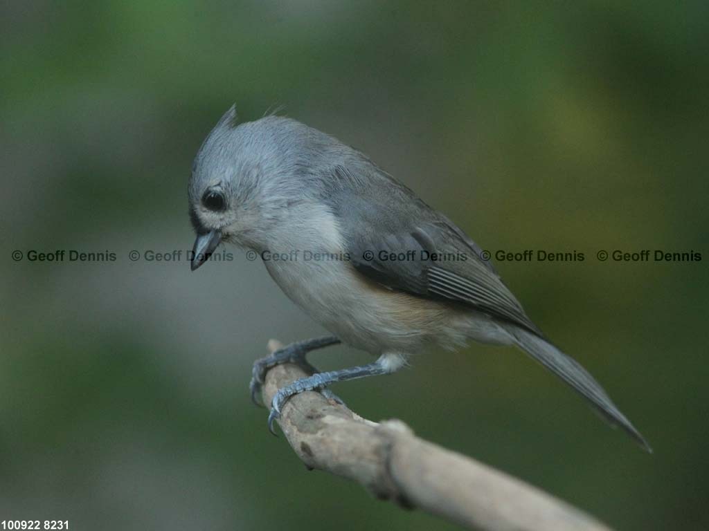TUTI-AW_Tufted-Titmouse