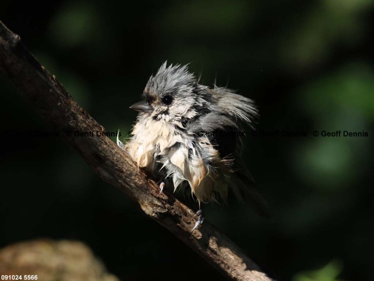 TUTI-AX_Tufted-Titmouse