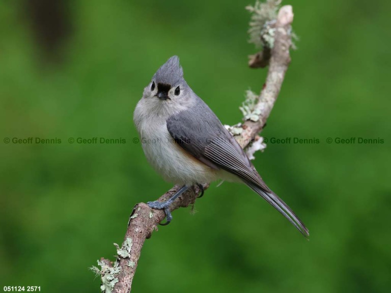 TUTI-AY_Tufted-Titmouse