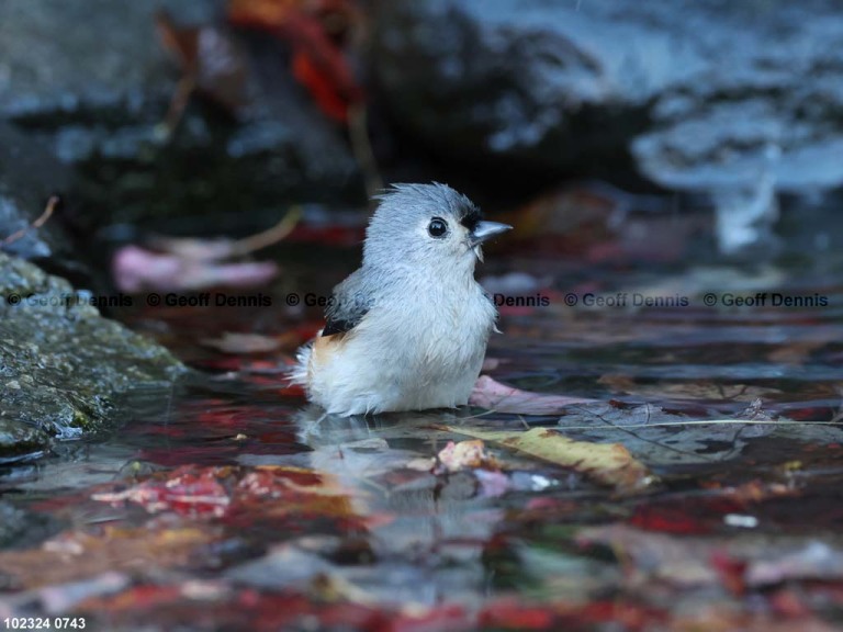 TUTI-AZ_Tufted-Titmouse