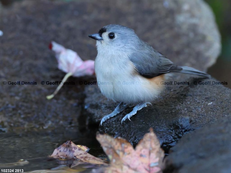 TUTI-BA_Tufted-Titmouse