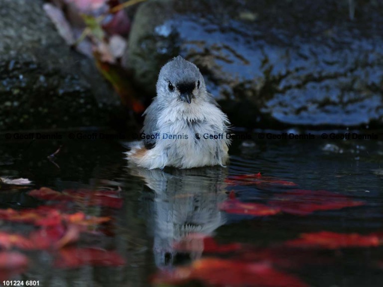 TUTI-BB_Tufted-Titmouse