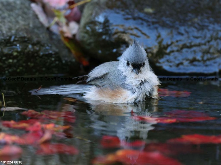 TUTI-BC_Tufted-Titmouse