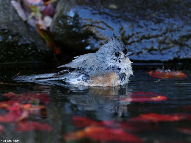 TUTI-BD_Tufted-Titmouse