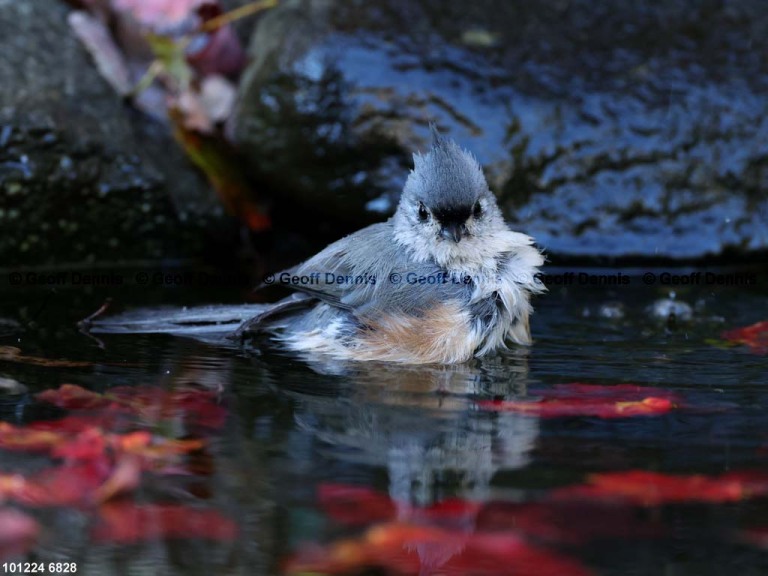 TUTI-BE_Tufted-Titmouse