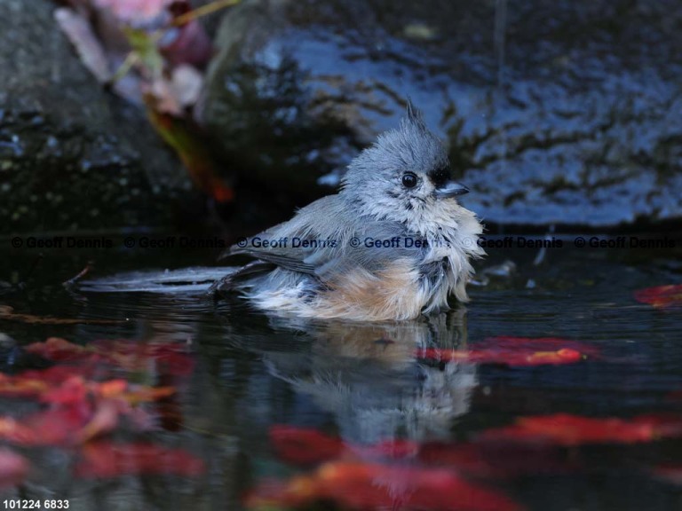 TUTI-BF_Tufted-Titmouse