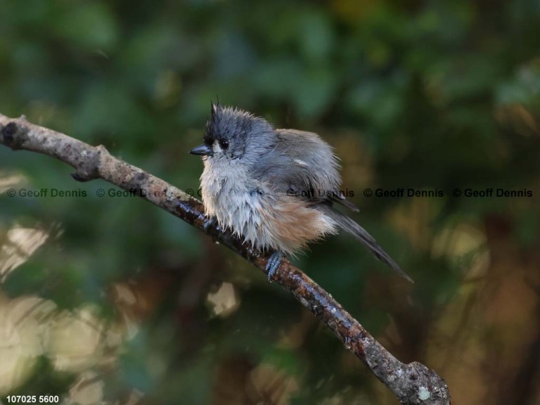 TUTI-BG_Tufted-Titmouse