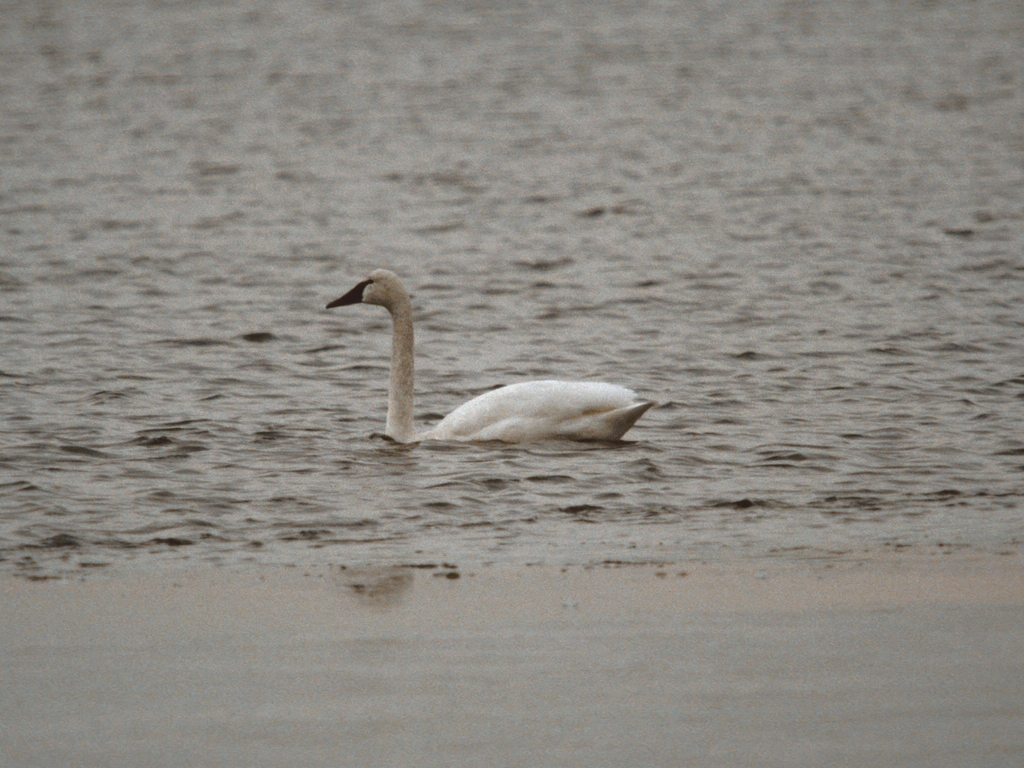 TUSW-AA_Tundra-Swan