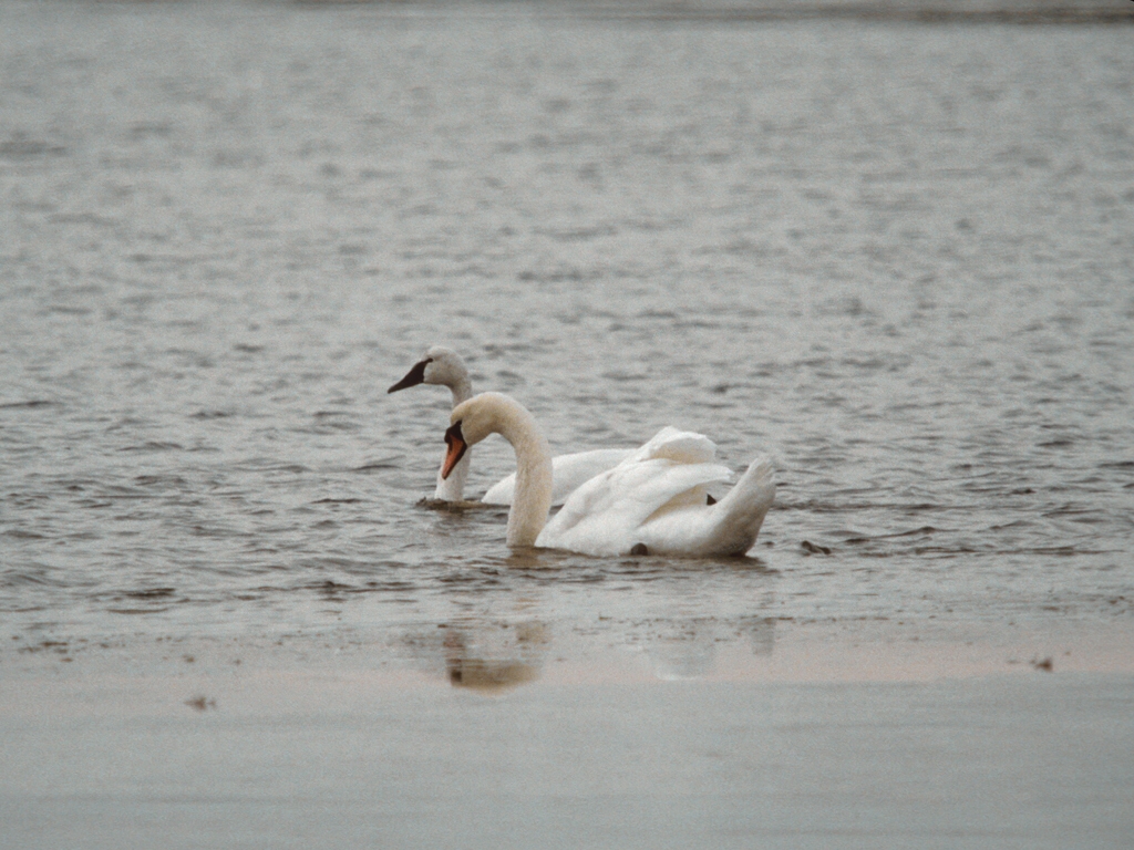 TUSW-AB_Tundra-Swan
