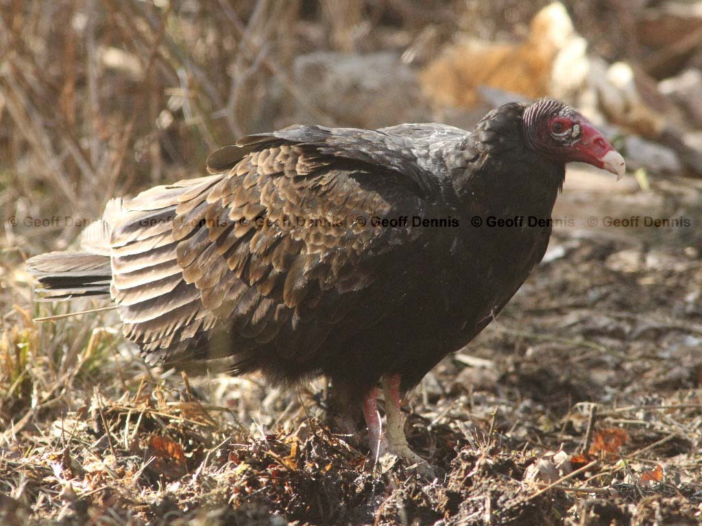 TUVU-AA_Turkey-Vulture