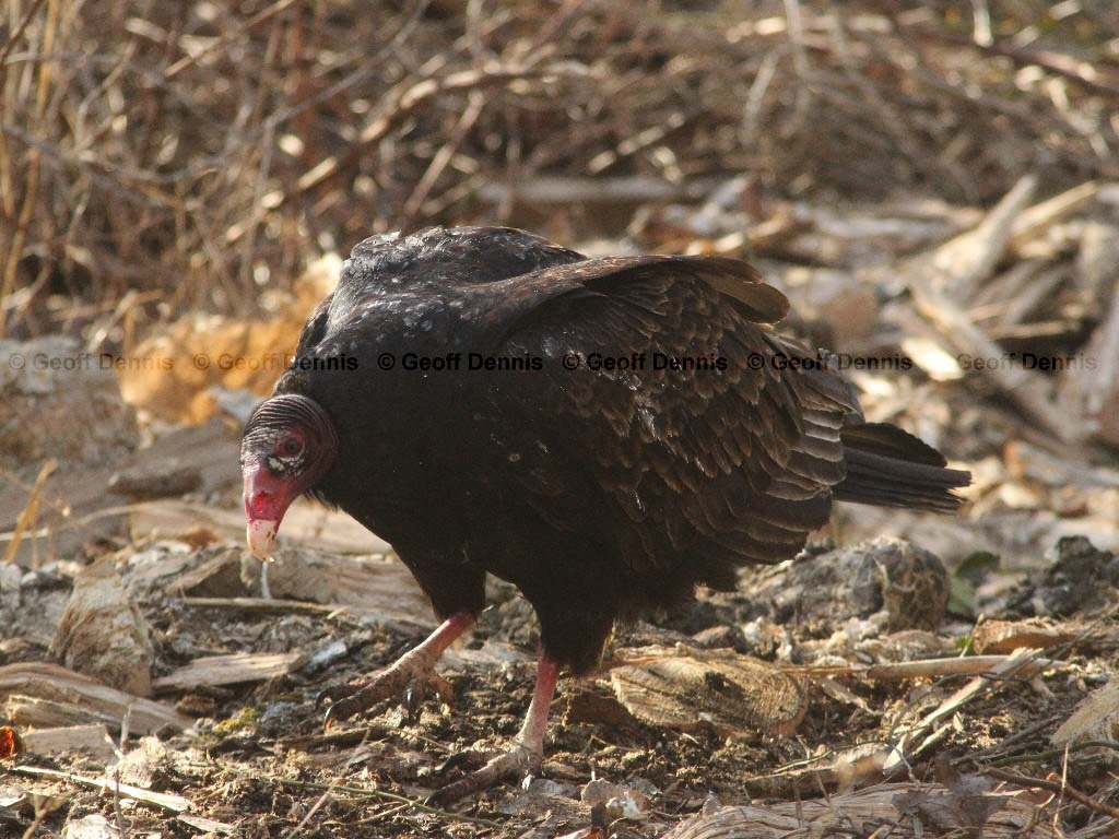 TUVU-AB_Turkey-Vulture