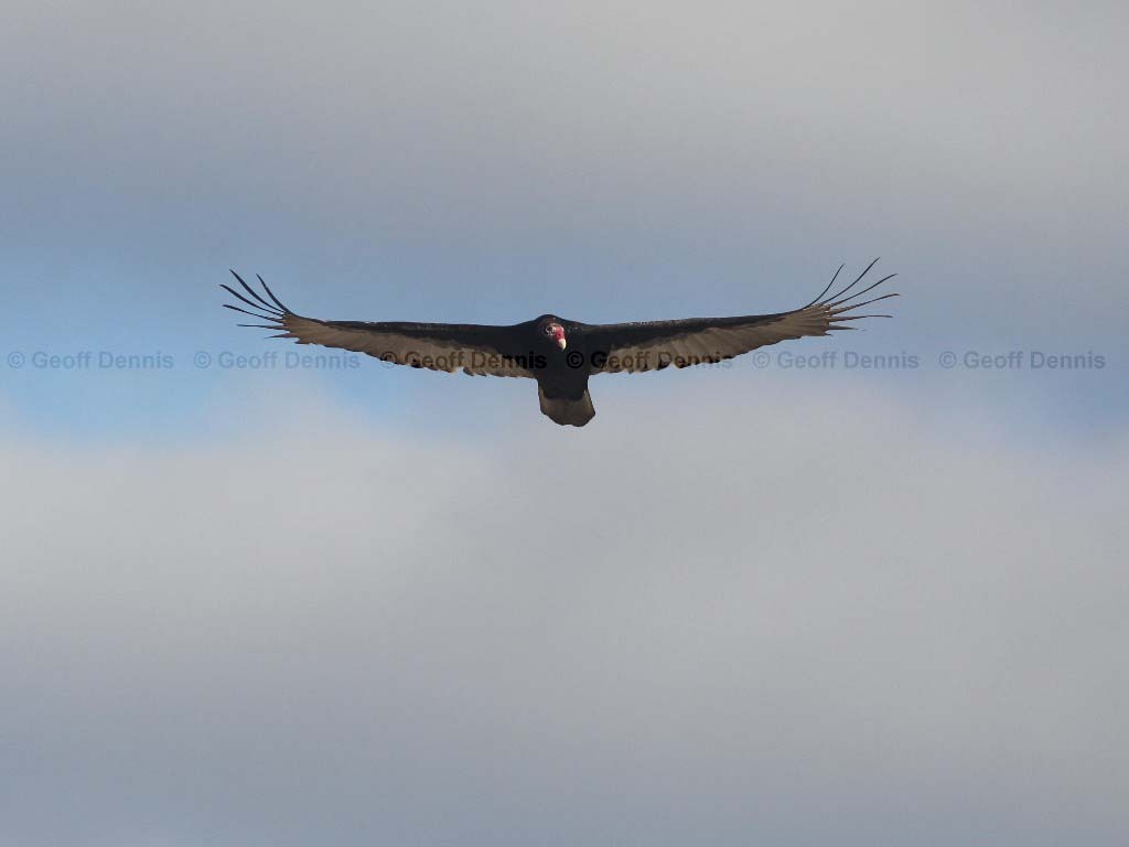 TUVU-AC_Turkey-Vulture