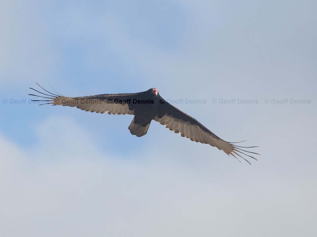 TUVU-AD_Turkey-Vulture