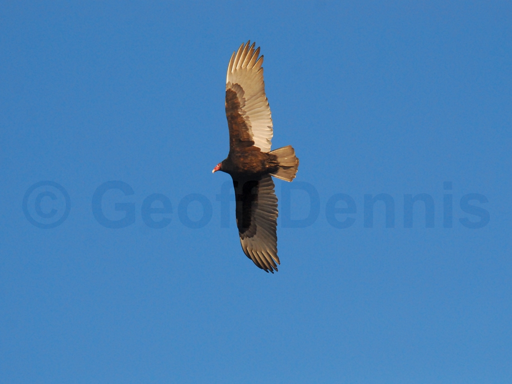 TUVU-AE_Turkey-Vulture