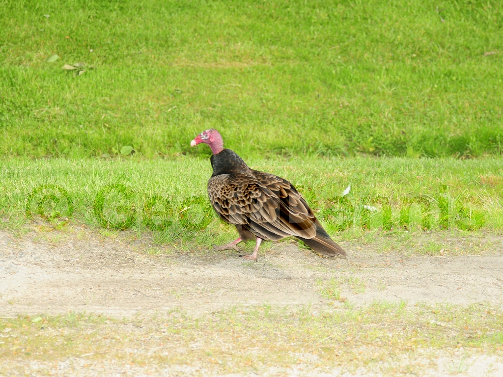 TUVU-AF_Turkey-Vulture