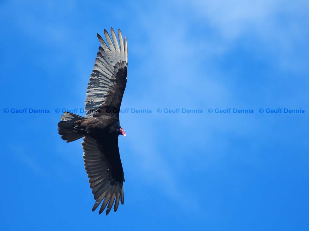 TUVU-AG_Turkey-Vulture