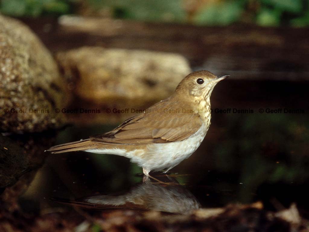 VEER-AA_Veery