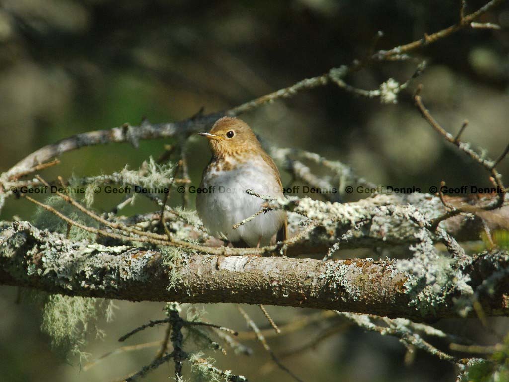 VEER-AB_Veery