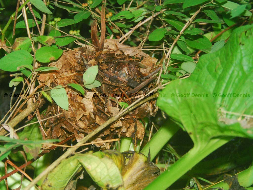 VEER-AD_Veery