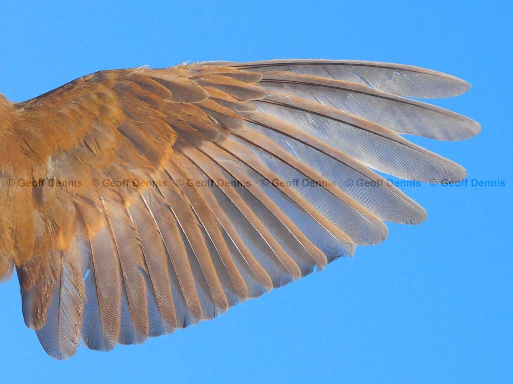 VEER-AF_Veery