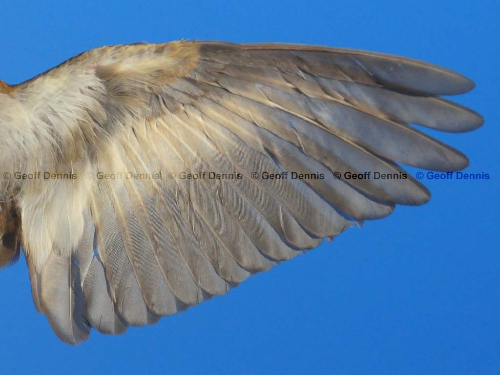 VEER-AG_Veery