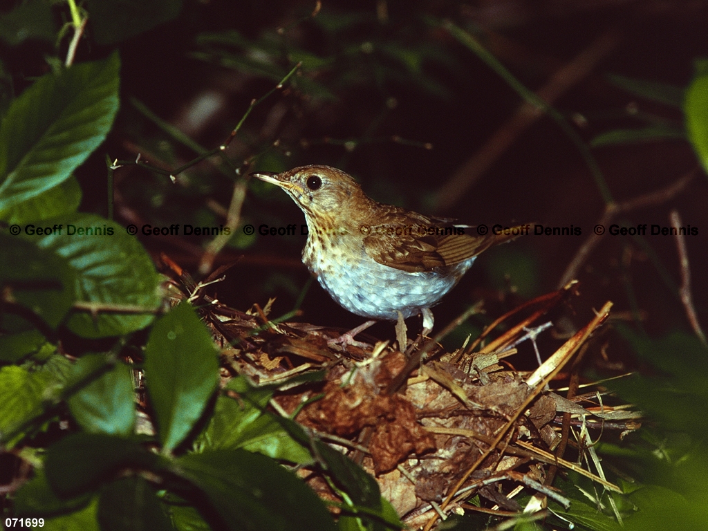 VEER-AH_Veery