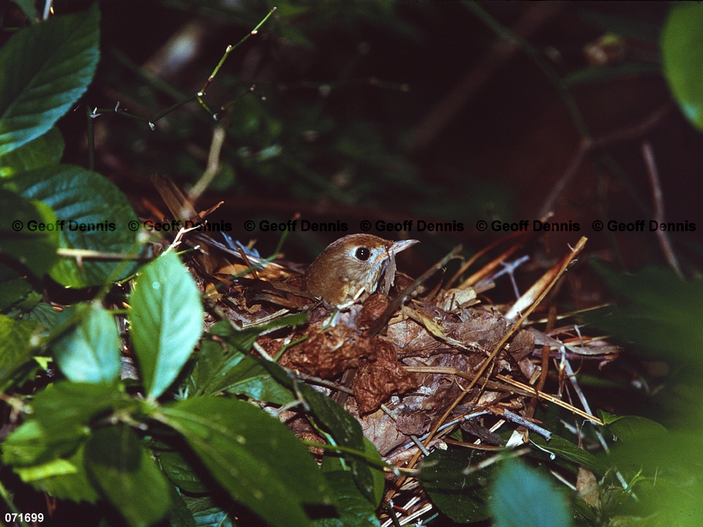 VEER-AI_Veery