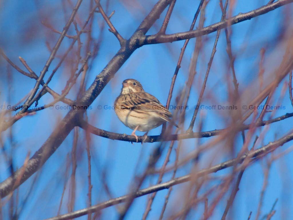 VESP-AA_Vesper-Sparrow