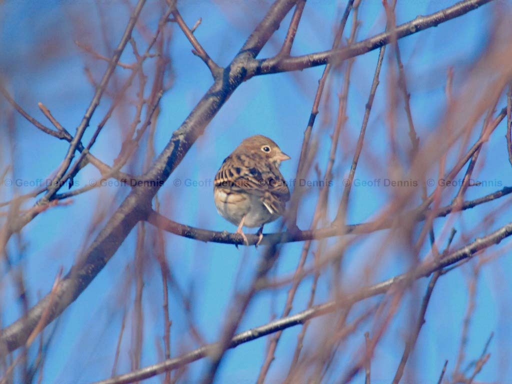 VESP-AB_Vesper-Sparrow