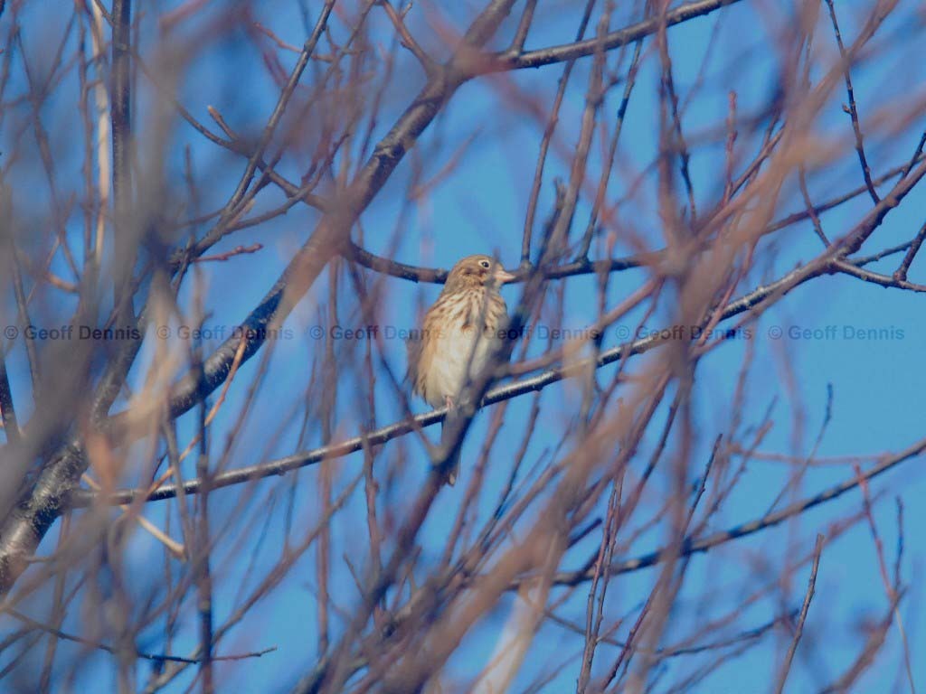 VESP-AC_Vesper-Sparrow