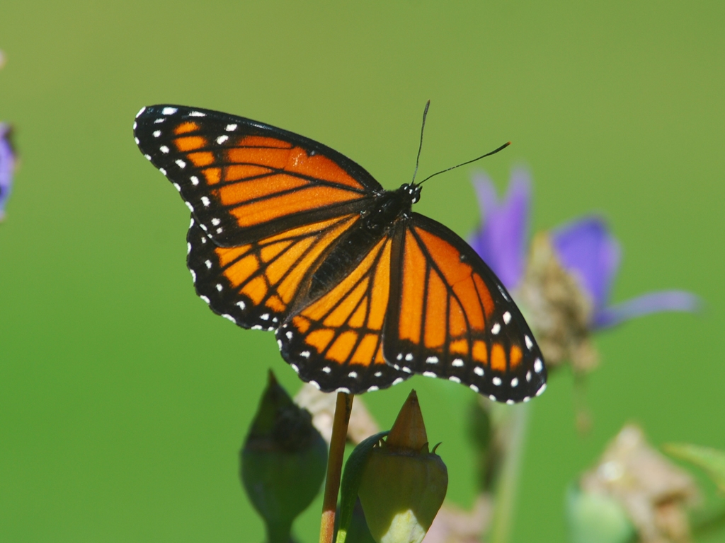 Viceroy-AA