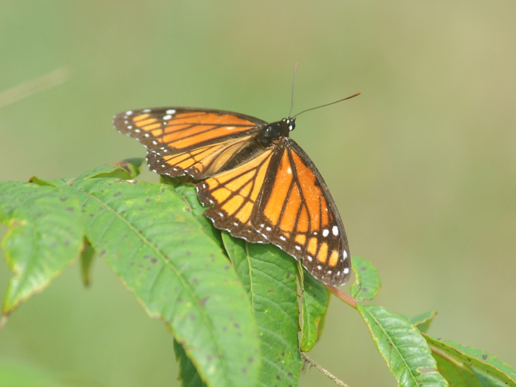 Viceroy-AC