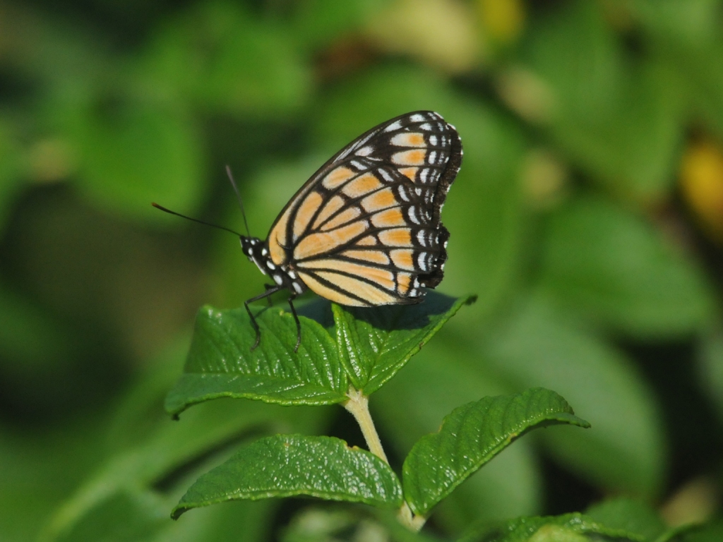 Viceroy-AE