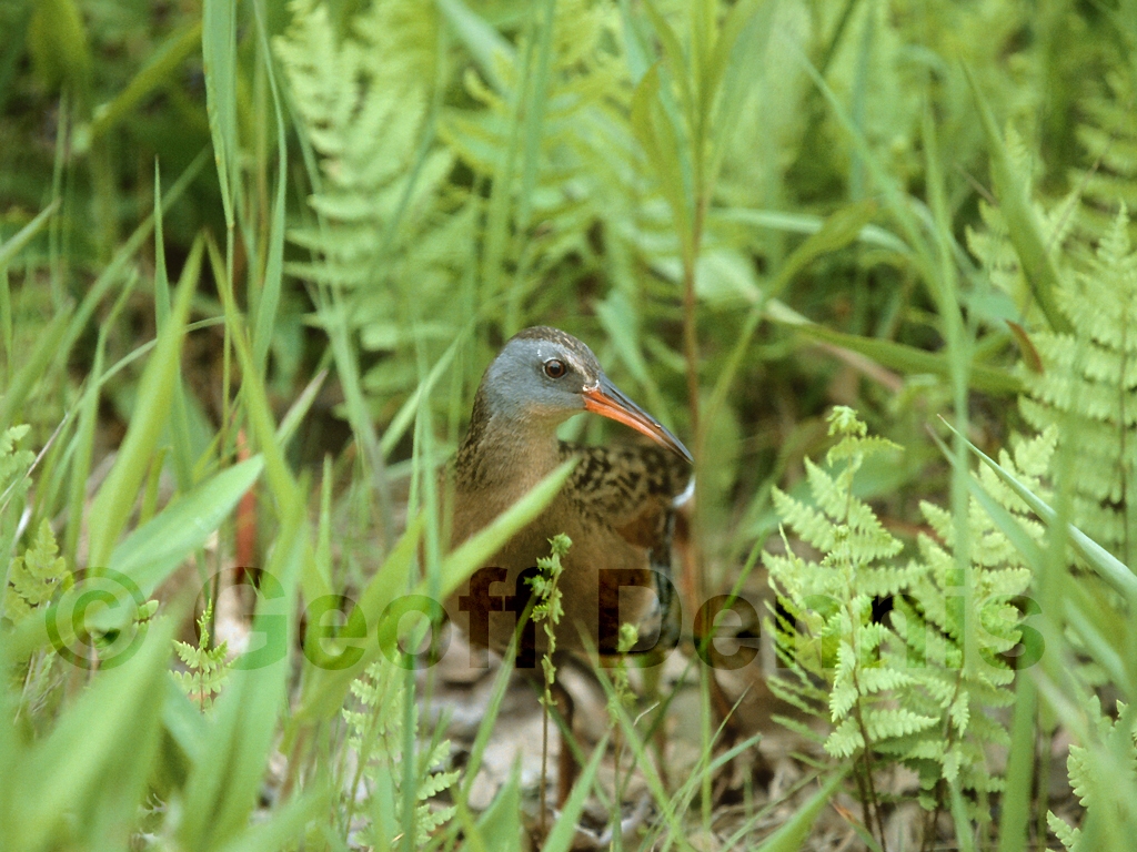 VIRA-AA_Virginia-Rail