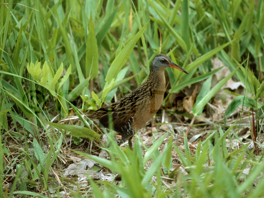 VIRA-AB_Virginia-Rail