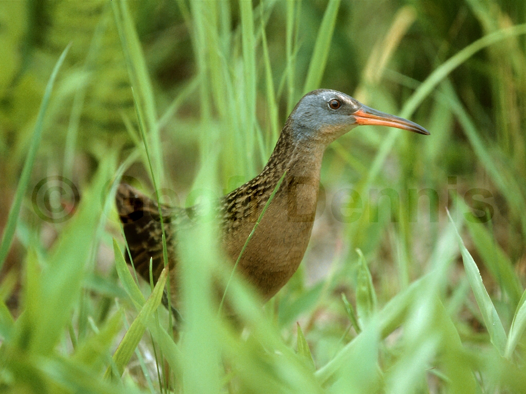 VIRA-AC_Virginia-Rail