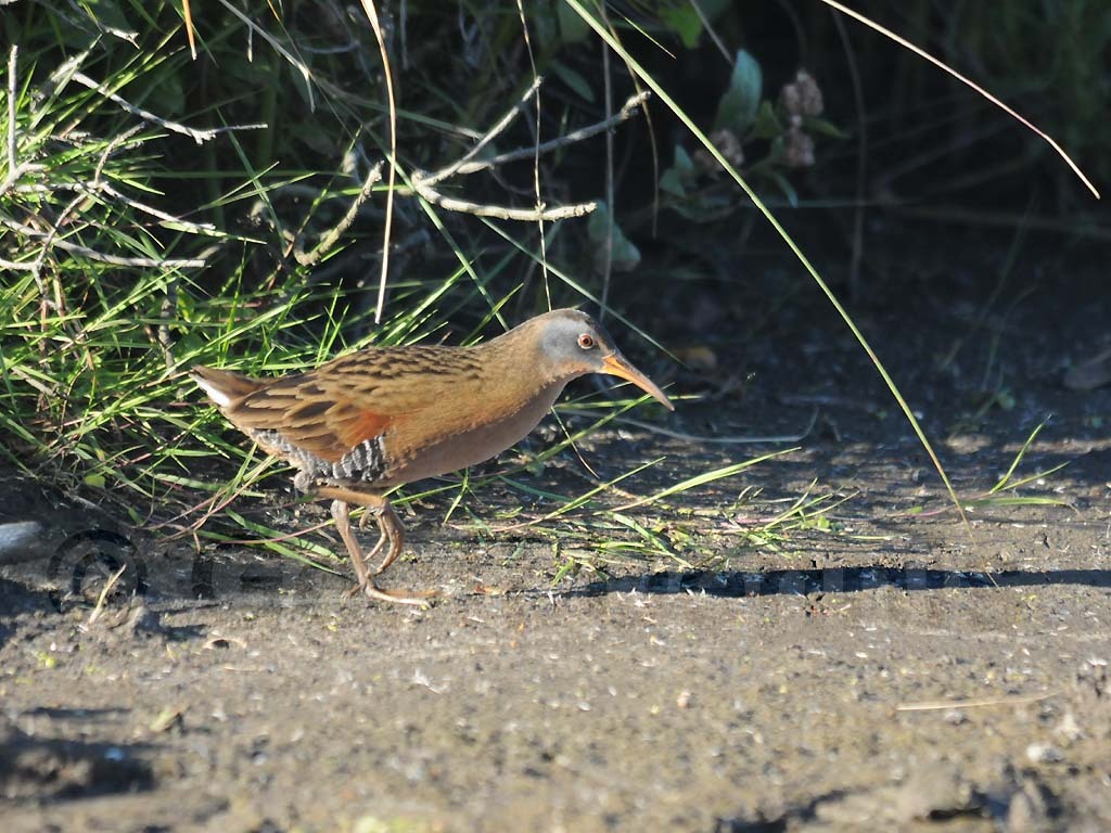 VIRA-AD_Virginia-Rail