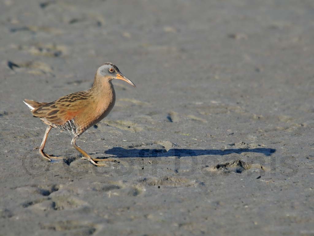 VIRA-AE_Virginia-Rail