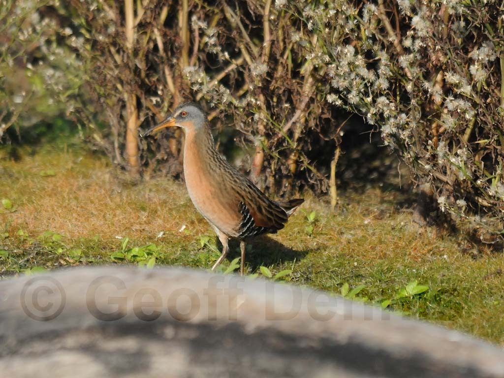 VIRA-AF_Virginia-Rail