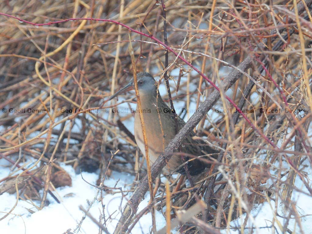 VIRA-AG_Virginia-Rail