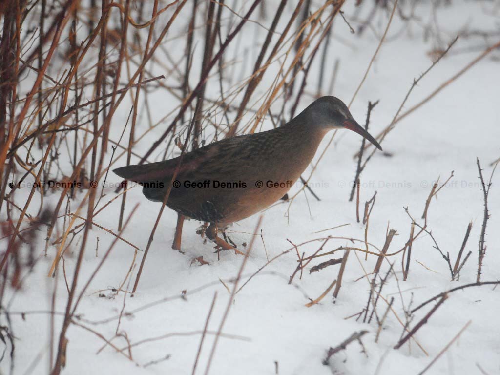 VIRA-AH_Virginia-Rail