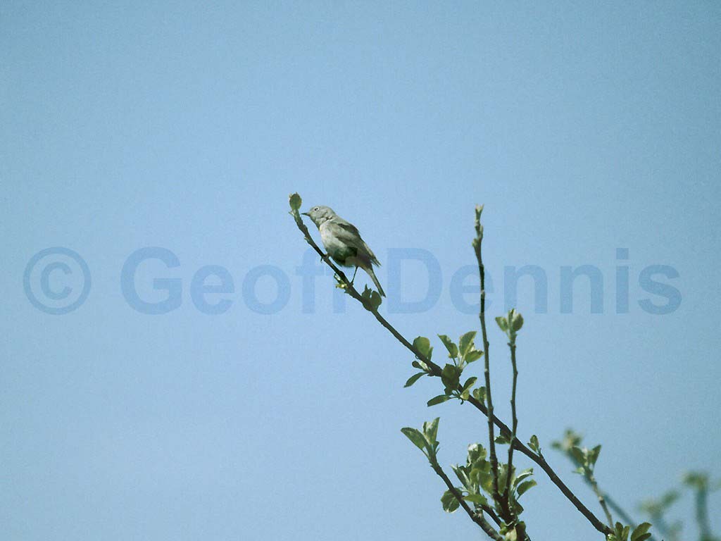 VIWA-AA_Virginias-Warbler