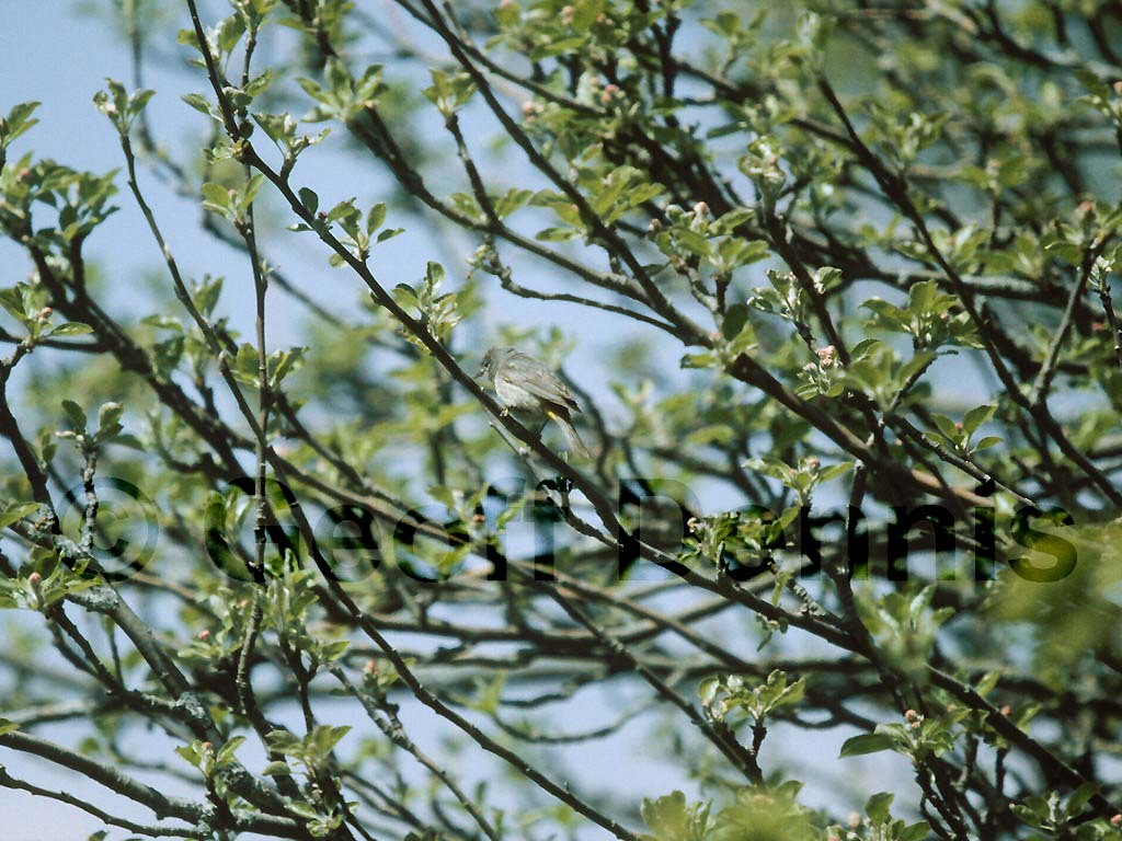 VIWA-AB_Virginias-Warbler